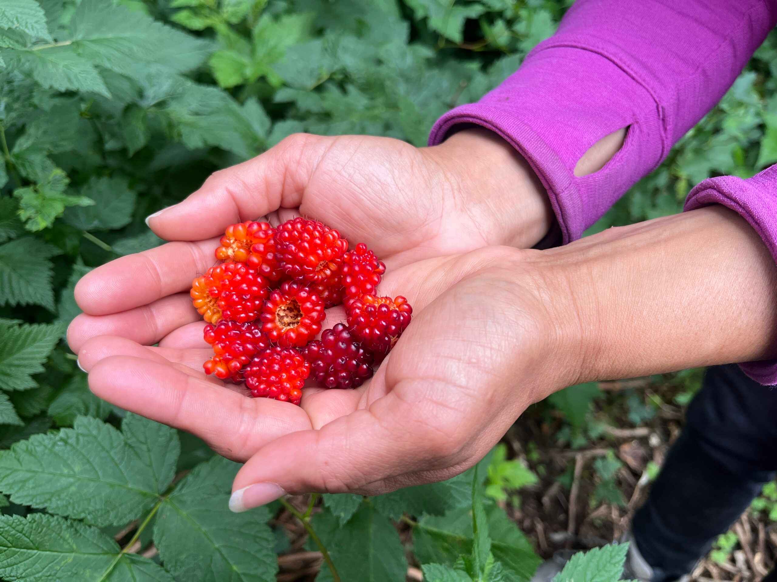 Berry Picking